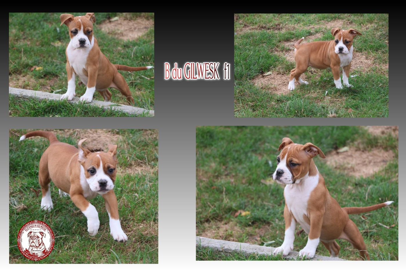 du Gilwesk - Chiots disponibles - Bulldog continental