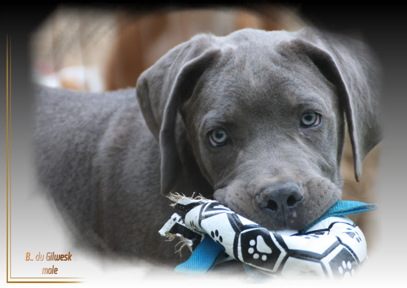 du Gilwesk - Chiots disponibles - Cane Corso