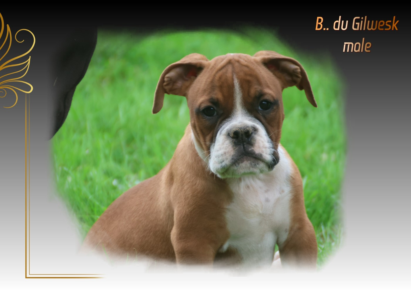 du Gilwesk - Chiots disponibles - Bulldog continental