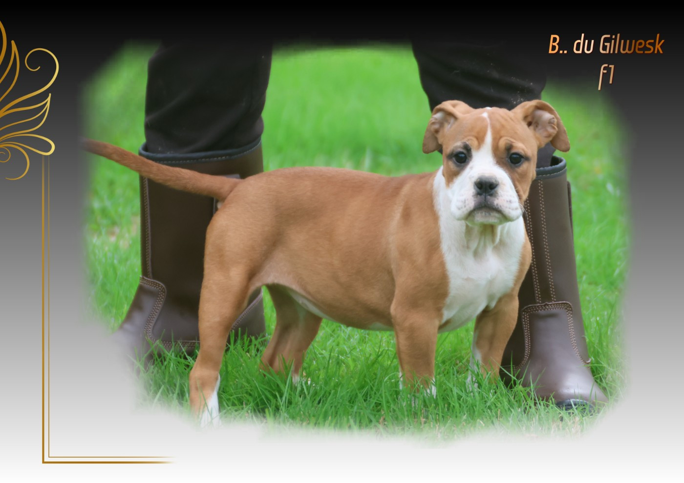 du Gilwesk - Chiots disponibles - Bulldog continental