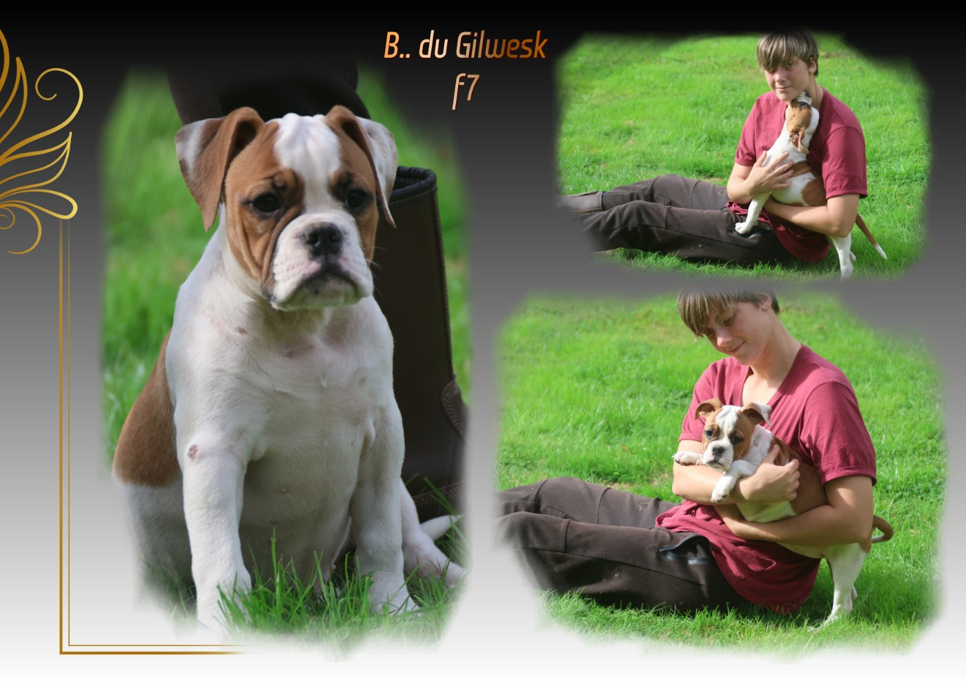Chiot Bulldog continental du Gilwesk