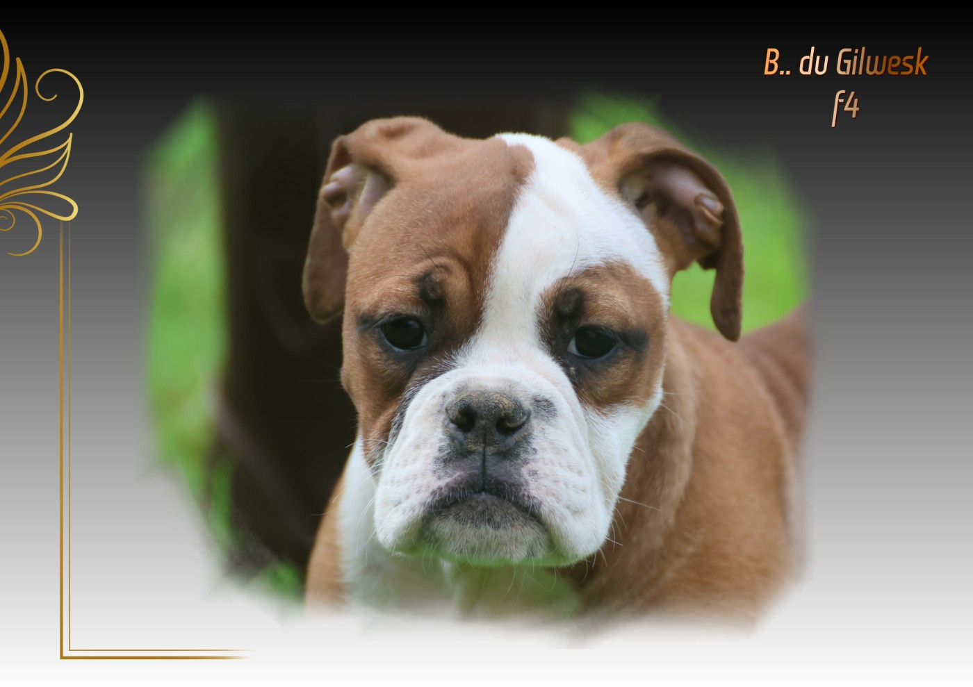 du Gilwesk - Chiots disponibles - Bulldog continental