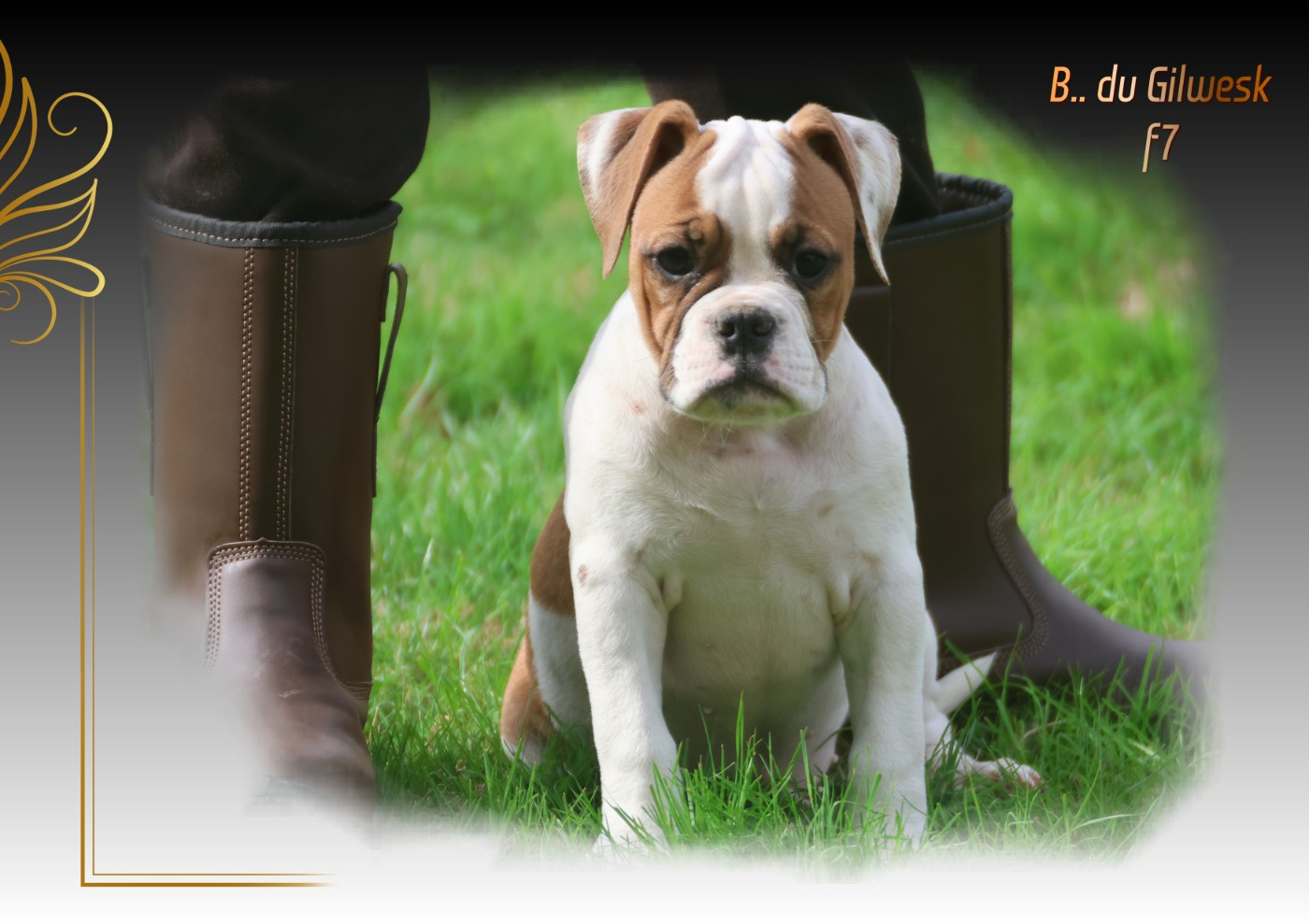 du Gilwesk - Chiots disponibles - Bulldog continental
