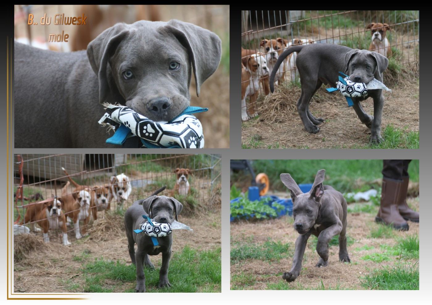du Gilwesk - Cane Corso - Portée née le 15/05/2026