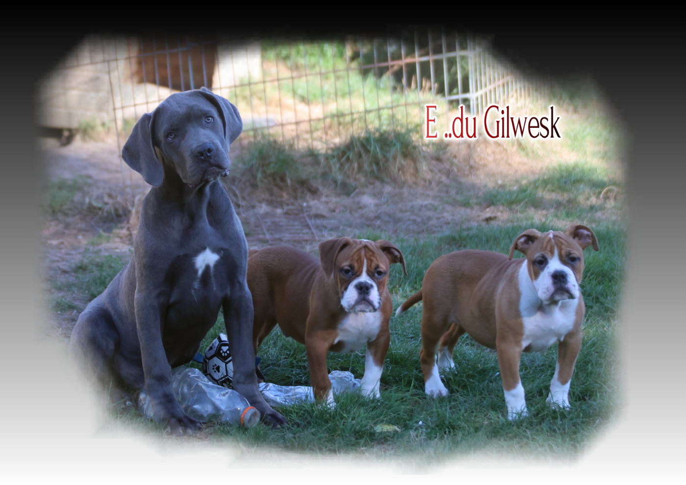 Chiot Bulldog continental du Gilwesk
