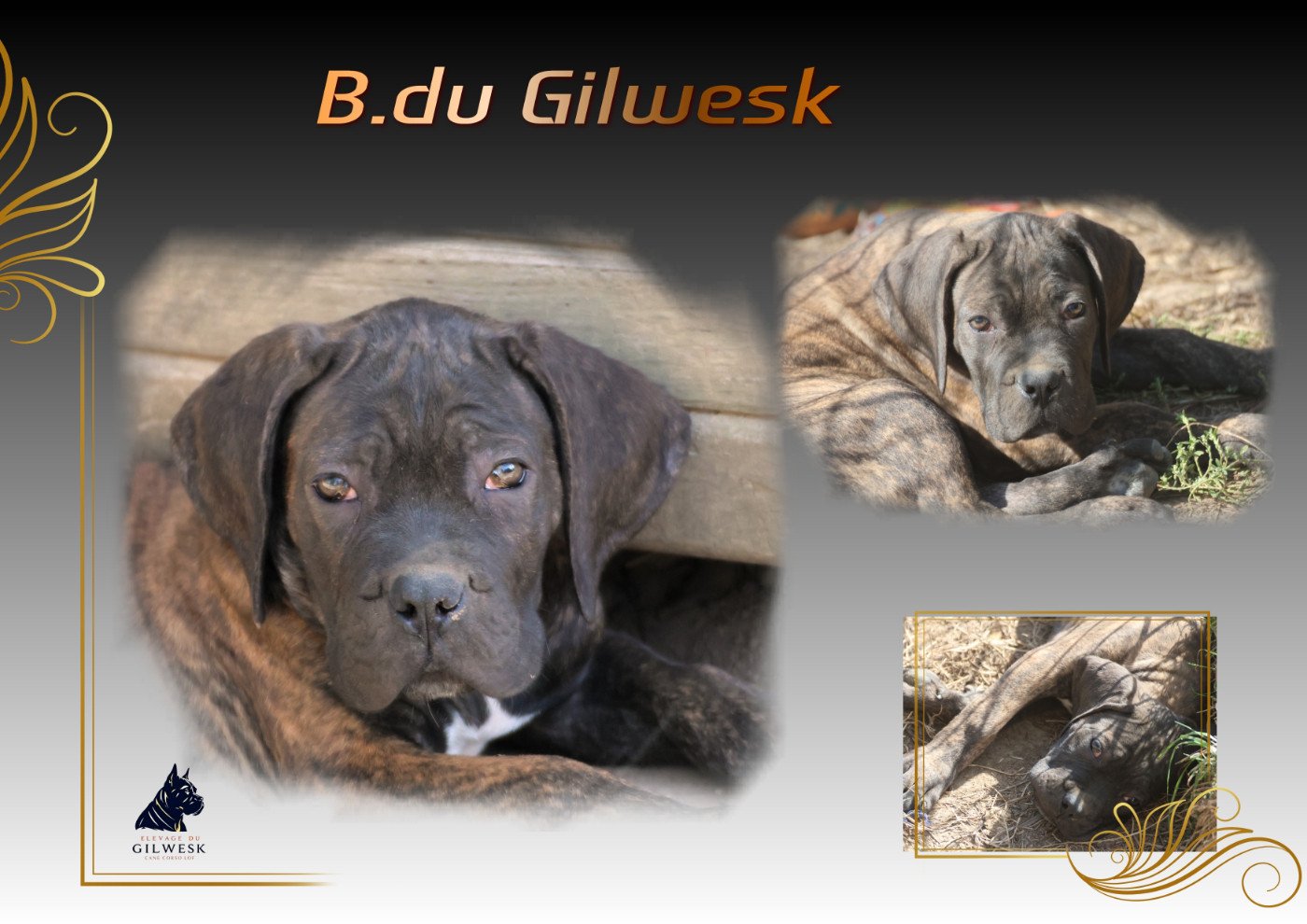 du Gilwesk - Chiots disponibles - Cane Corso