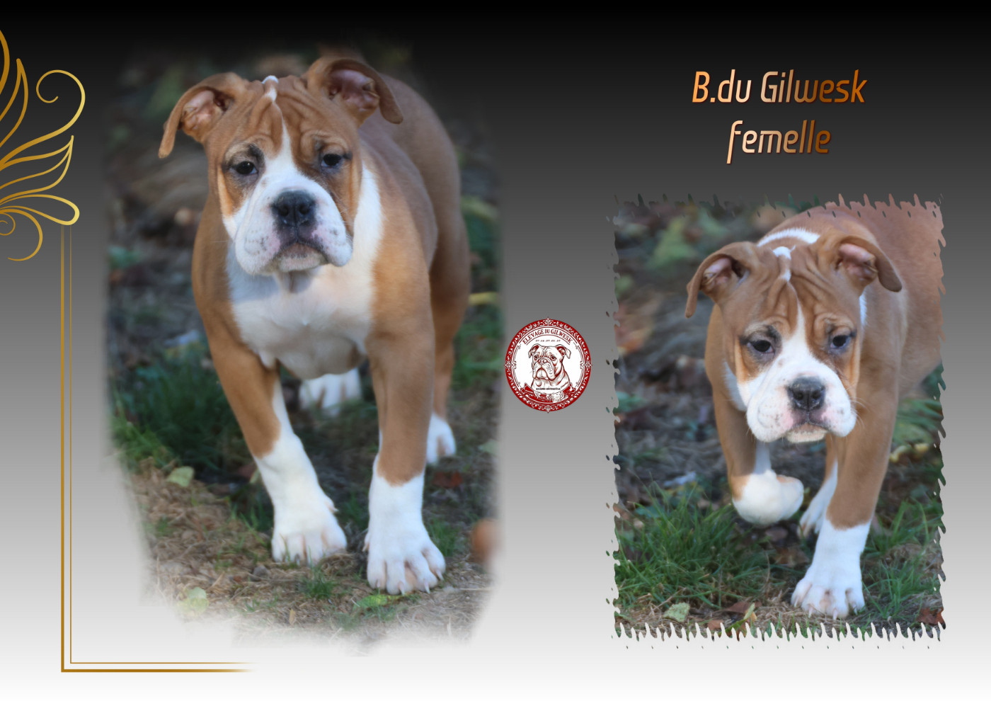 du Gilwesk - Chiots disponibles - Bulldog continental