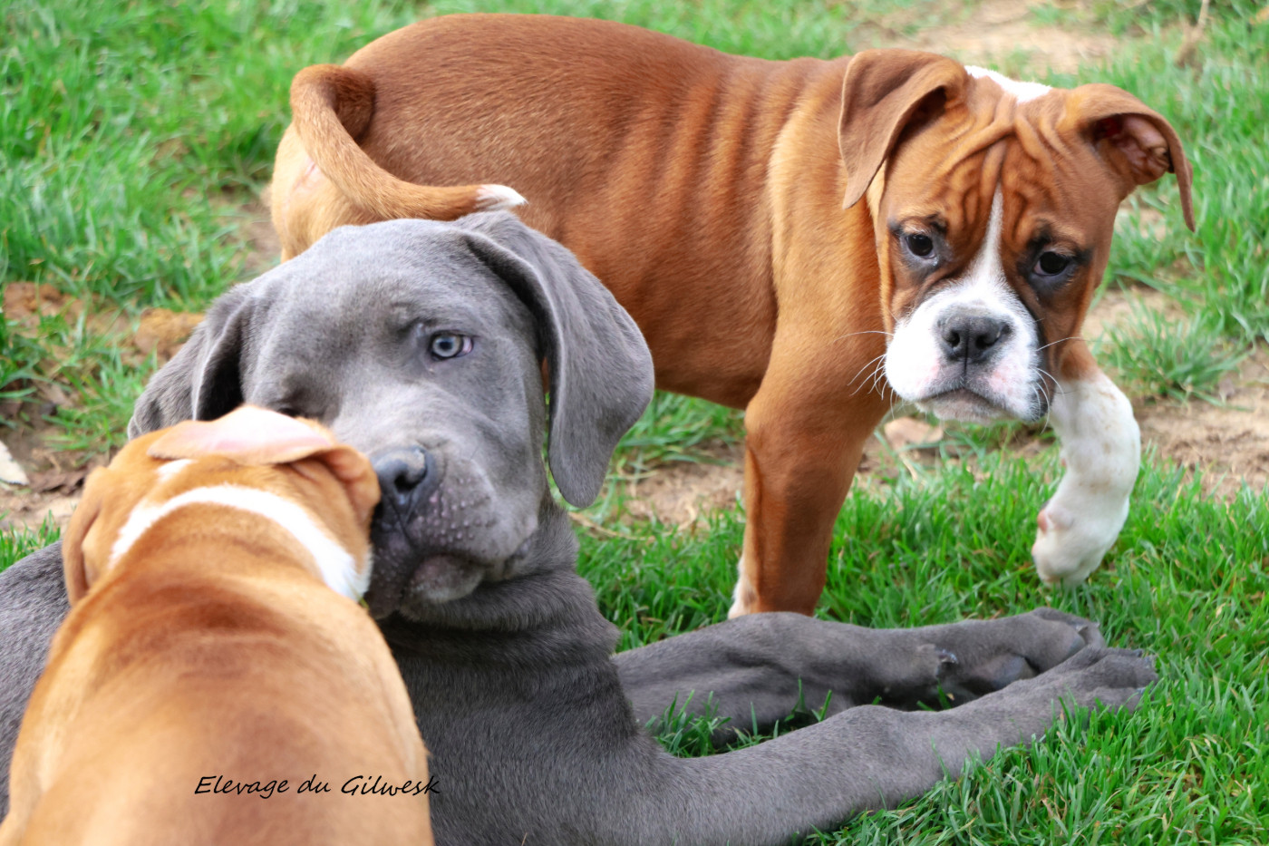du Gilwesk - Chiots disponibles - Bulldog continental
