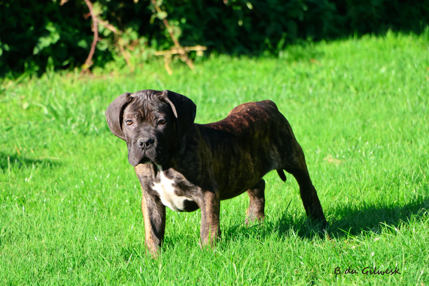 du Gilwesk - Chiots disponibles - Cane Corso