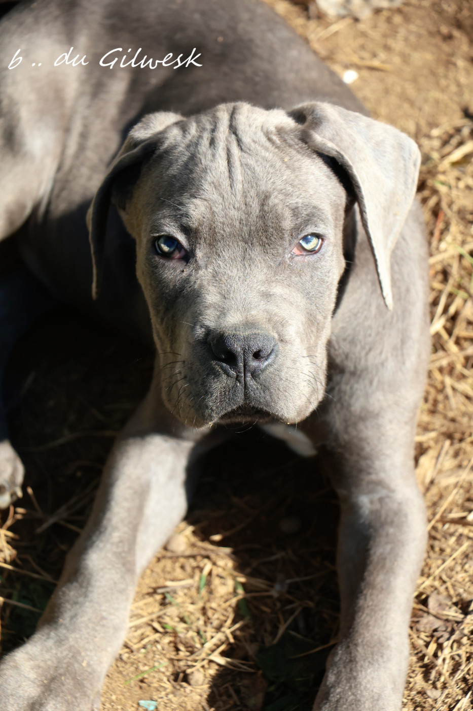 du Gilwesk - Chiots disponibles - Cane Corso