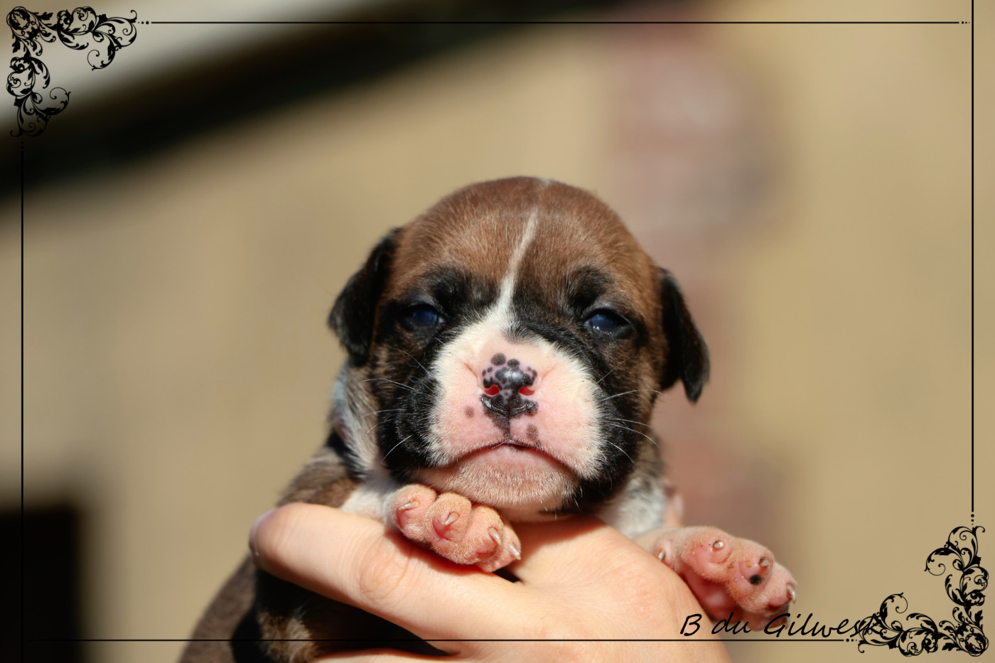 du Gilwesk - Chiots disponibles - Bulldog continental