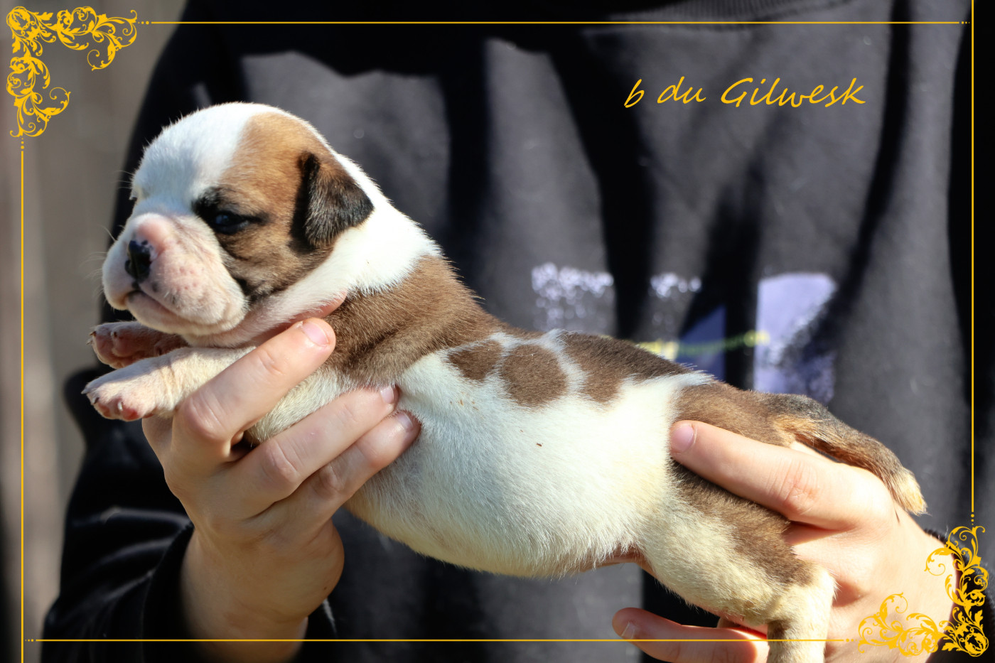 du Gilwesk - Chiots disponibles - Bulldog continental
