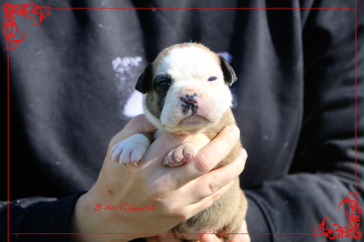 du Gilwesk - Chiots disponibles - Bulldog continental