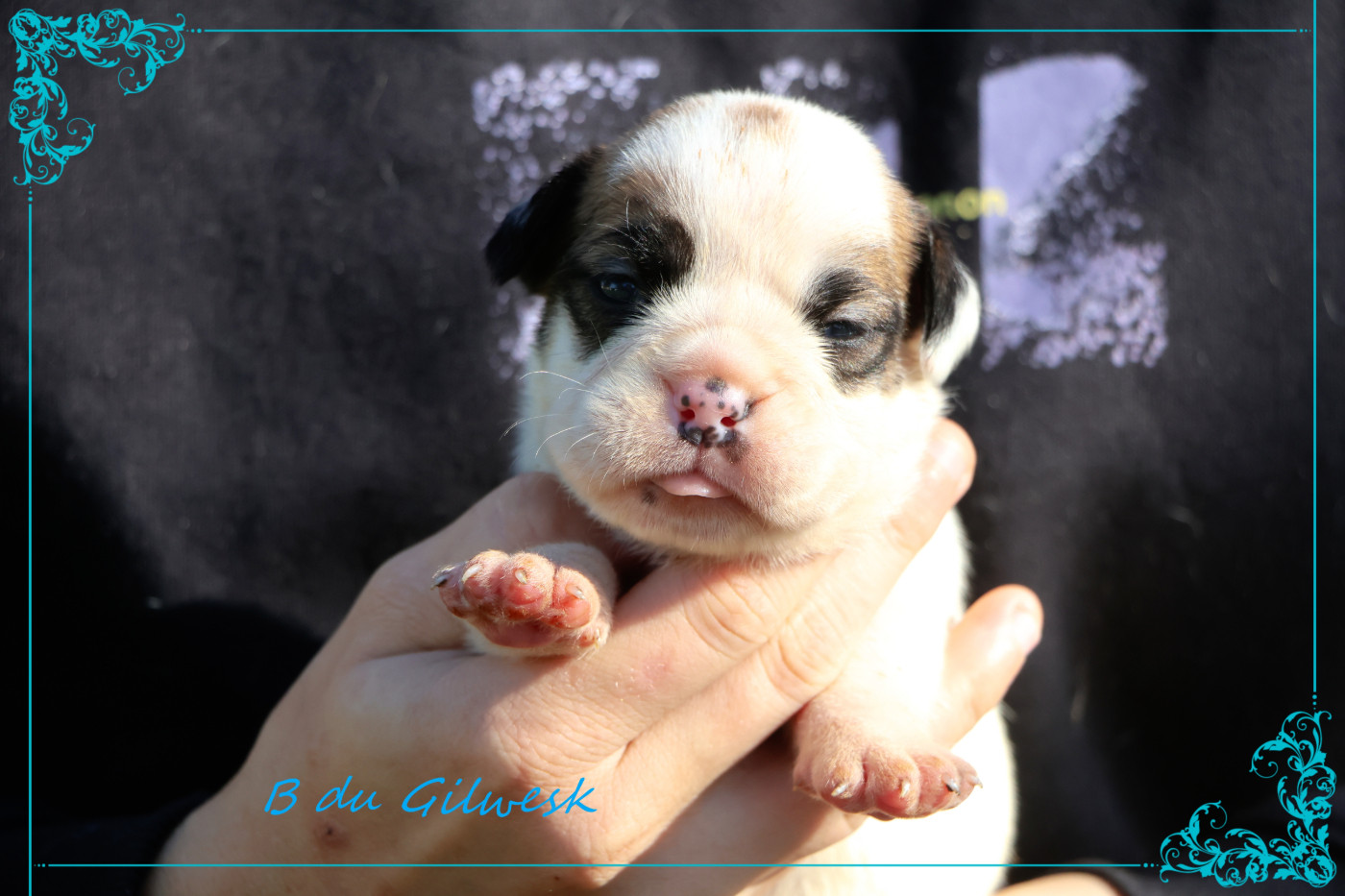 du Gilwesk - Chiots disponibles - Bulldog continental