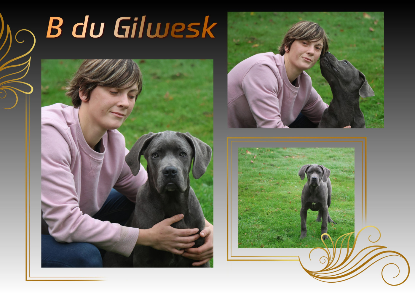 du Gilwesk - Chiots disponibles - Cane Corso