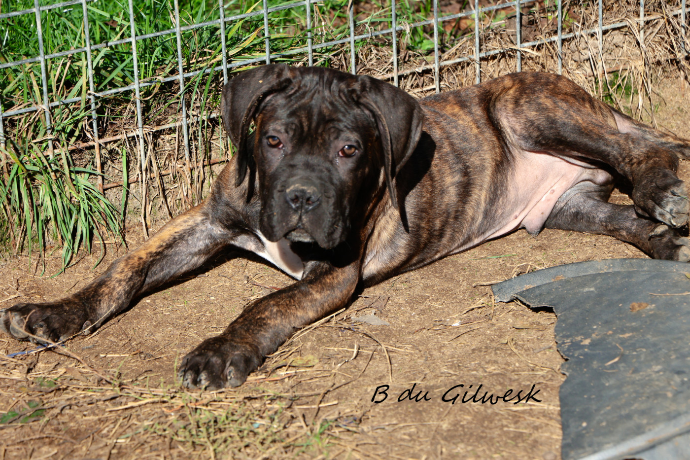 du Gilwesk - Chiots disponibles - Cane Corso