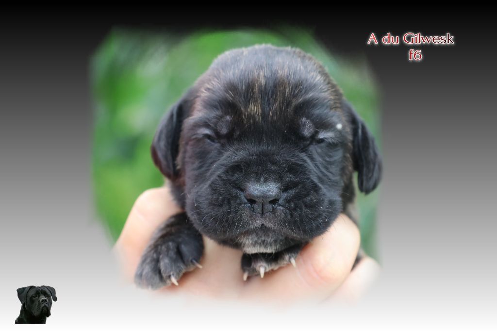 du Gilwesk - Chiots disponibles - Cane Corso