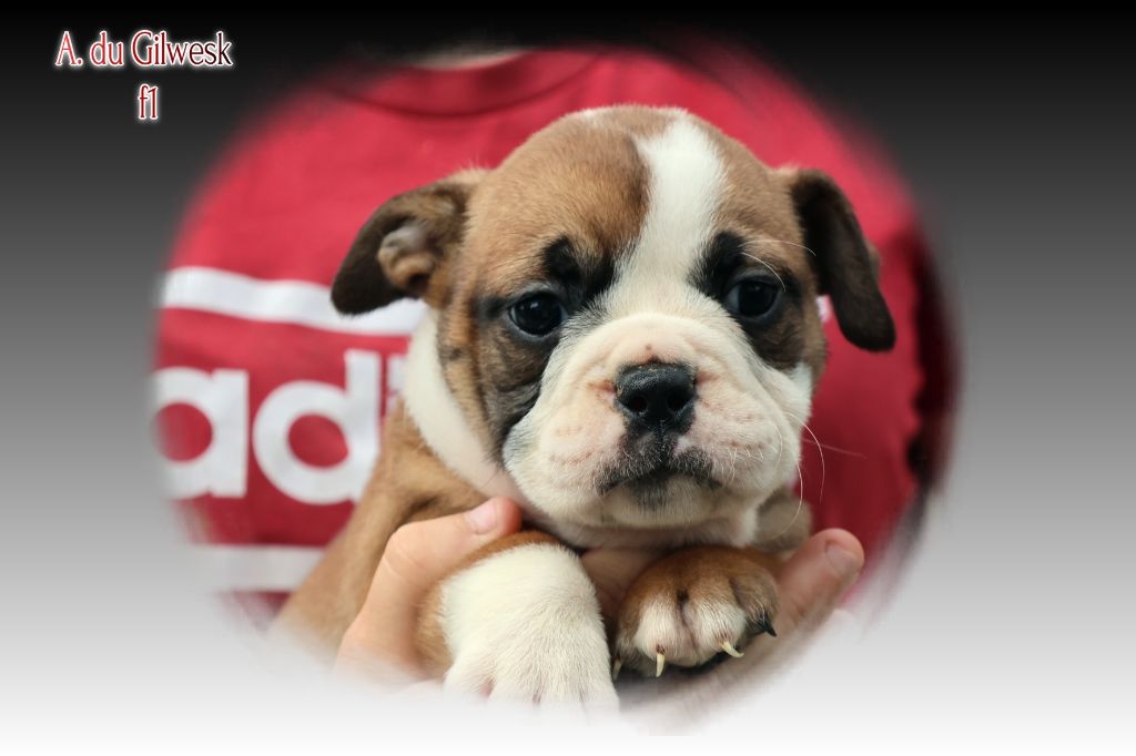 du Gilwesk - Chiots disponibles - Bulldog continental