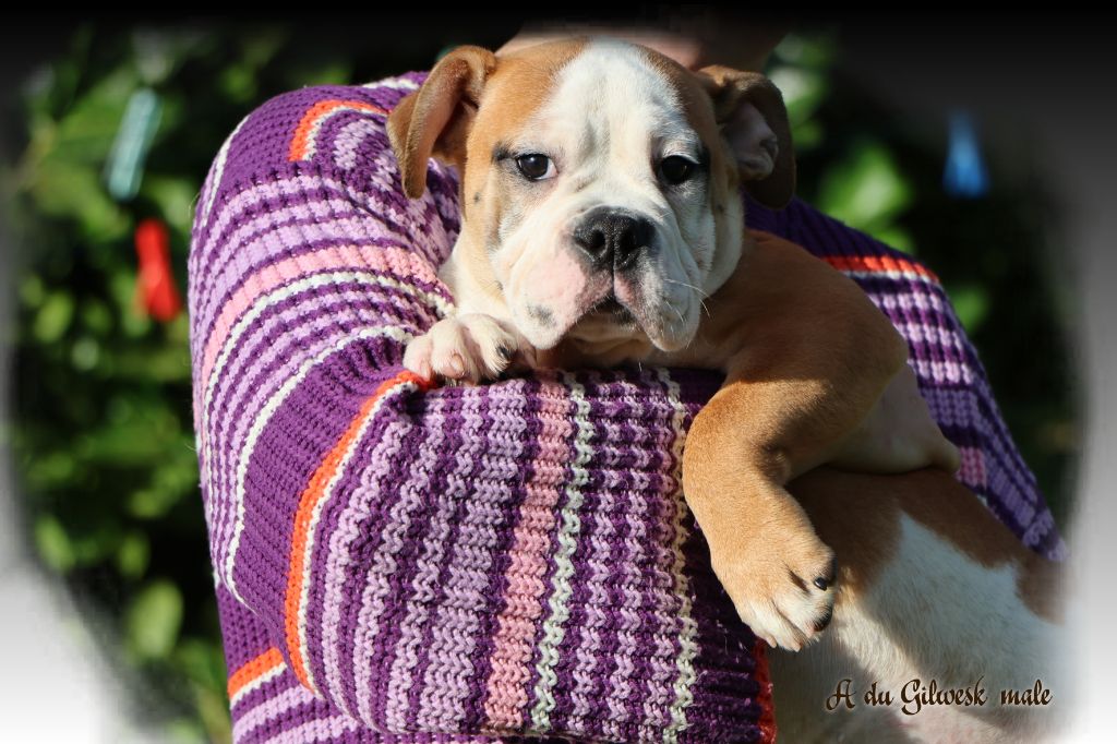 du Gilwesk - Chiots disponibles - Bulldog continental