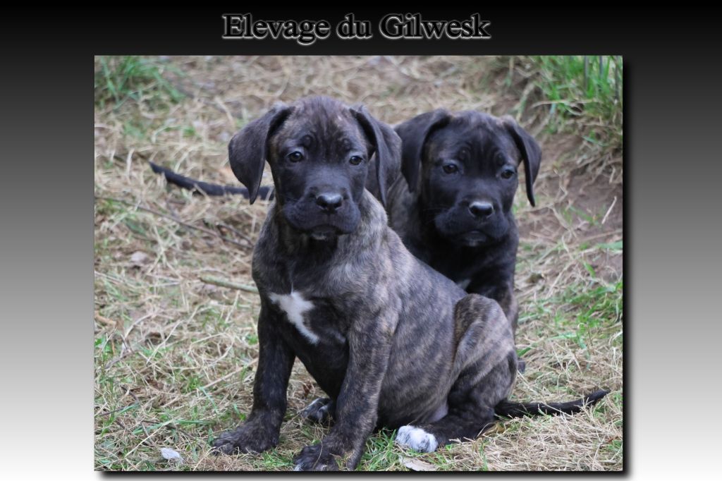 du Gilwesk - Chiots disponibles - Cane Corso