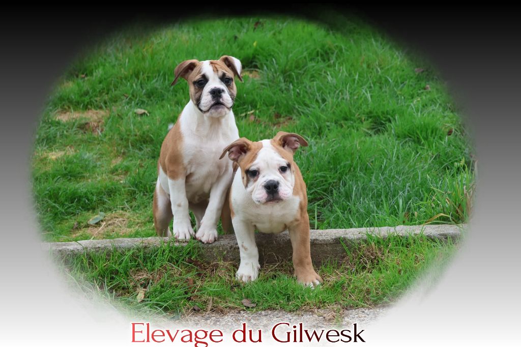 du Gilwesk - Chiots disponibles - Bulldog continental