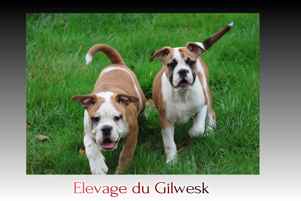 du Gilwesk - Chiots disponibles - Bulldog continental