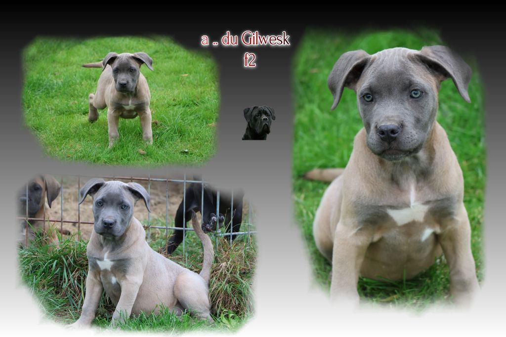du Gilwesk - Chiots disponibles - Cane Corso