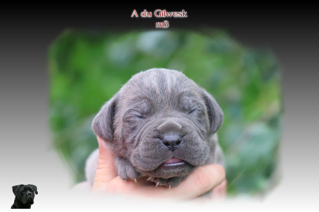 du Gilwesk - Chiots disponibles - Cane Corso