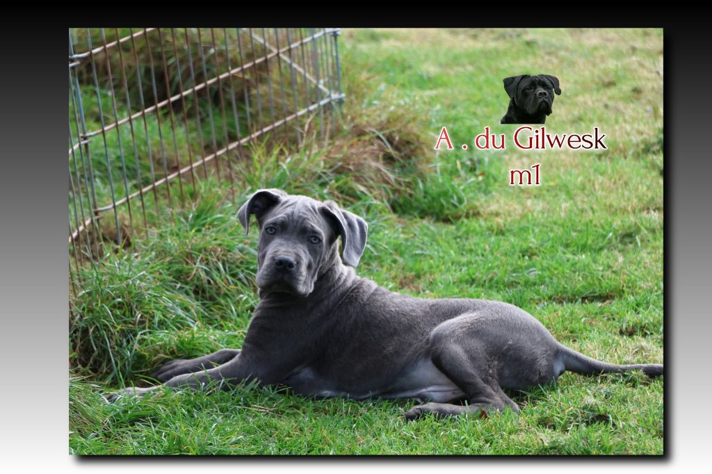 du Gilwesk - Chiots disponibles - Cane Corso