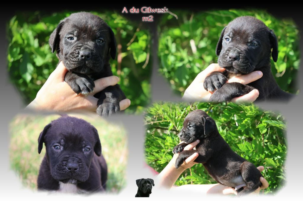 du Gilwesk - Chiots disponibles - Cane Corso