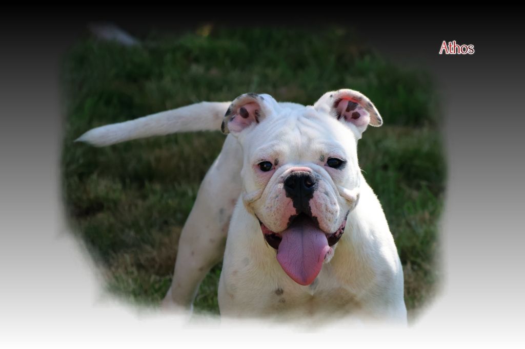 du Gilwesk - Chiots disponibles - Bulldog continental