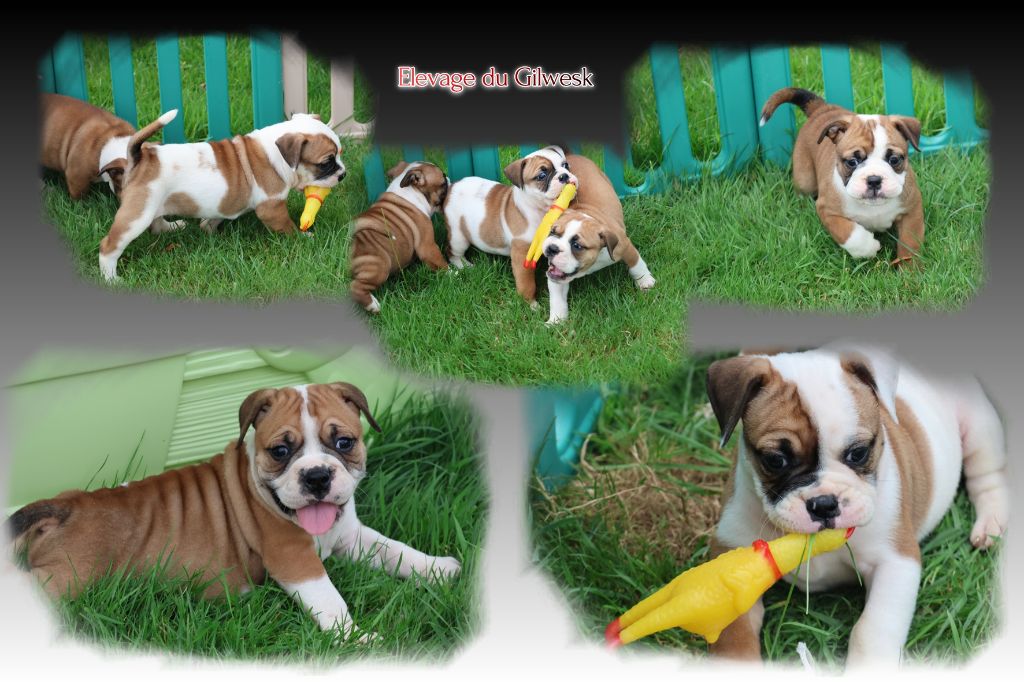 Chiot Bulldog continental du Gilwesk