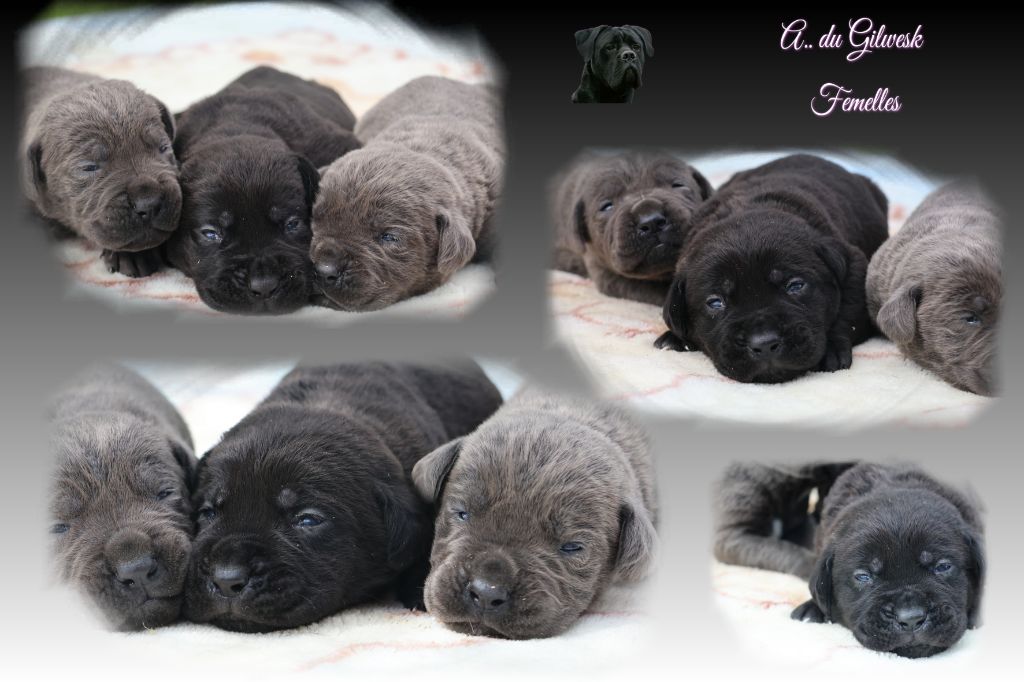 du Gilwesk - Cane Corso - Portée née le 08/07/2025