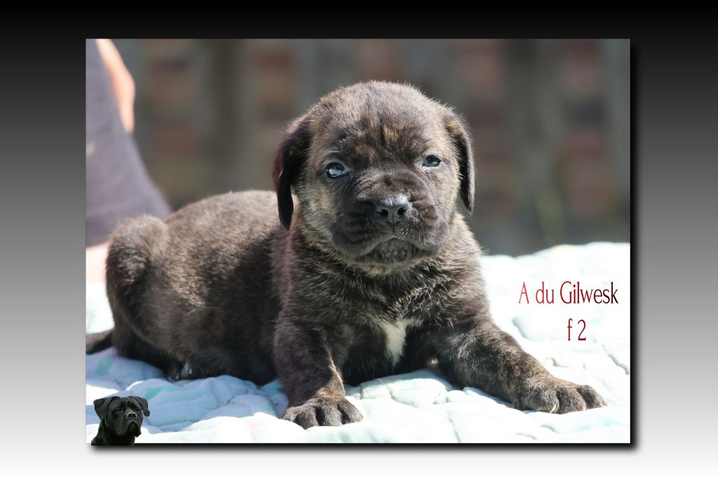du Gilwesk - Chiots disponibles - Cane Corso