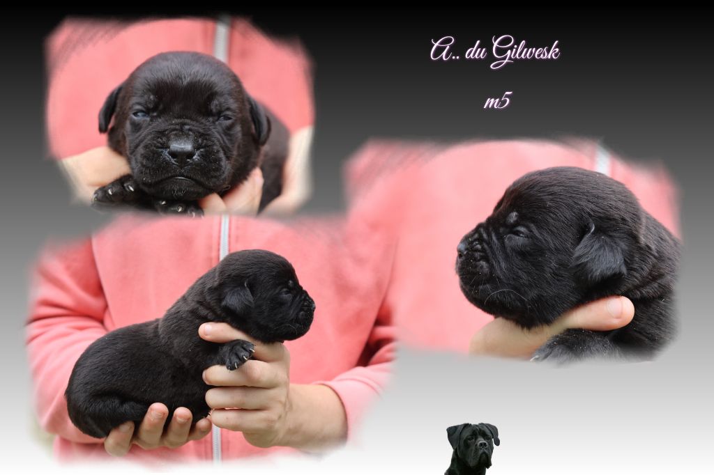 du Gilwesk - Chiots disponibles - Cane Corso