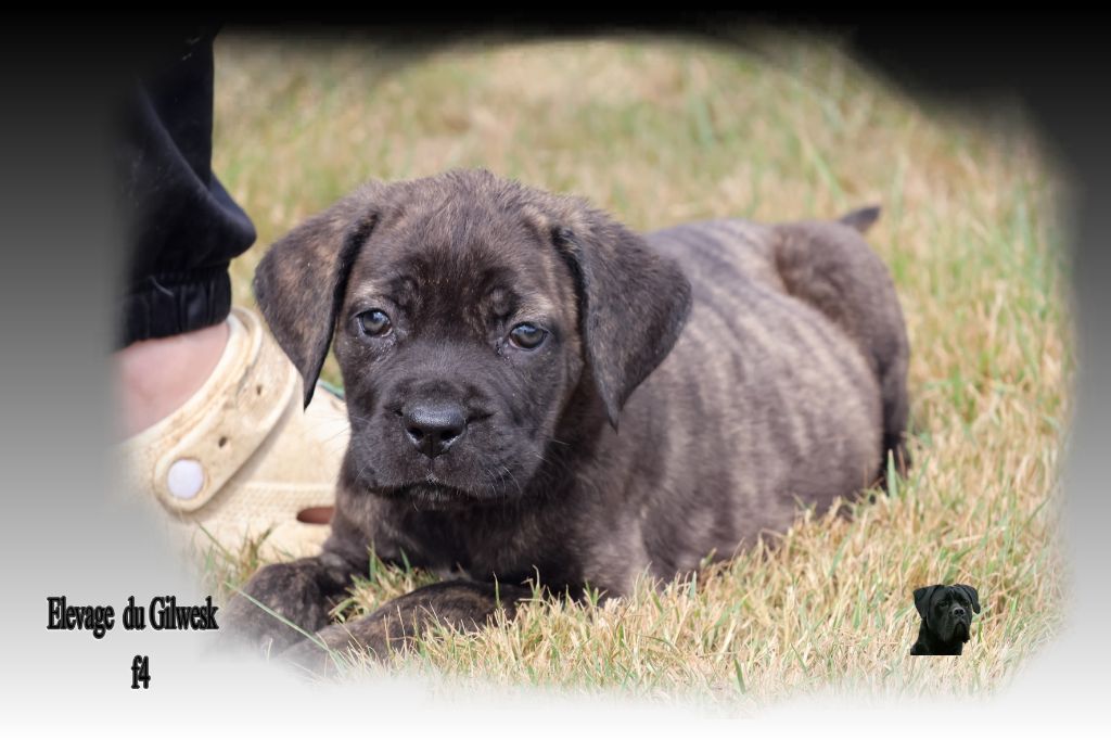 du Gilwesk - Chiots disponibles - Cane Corso