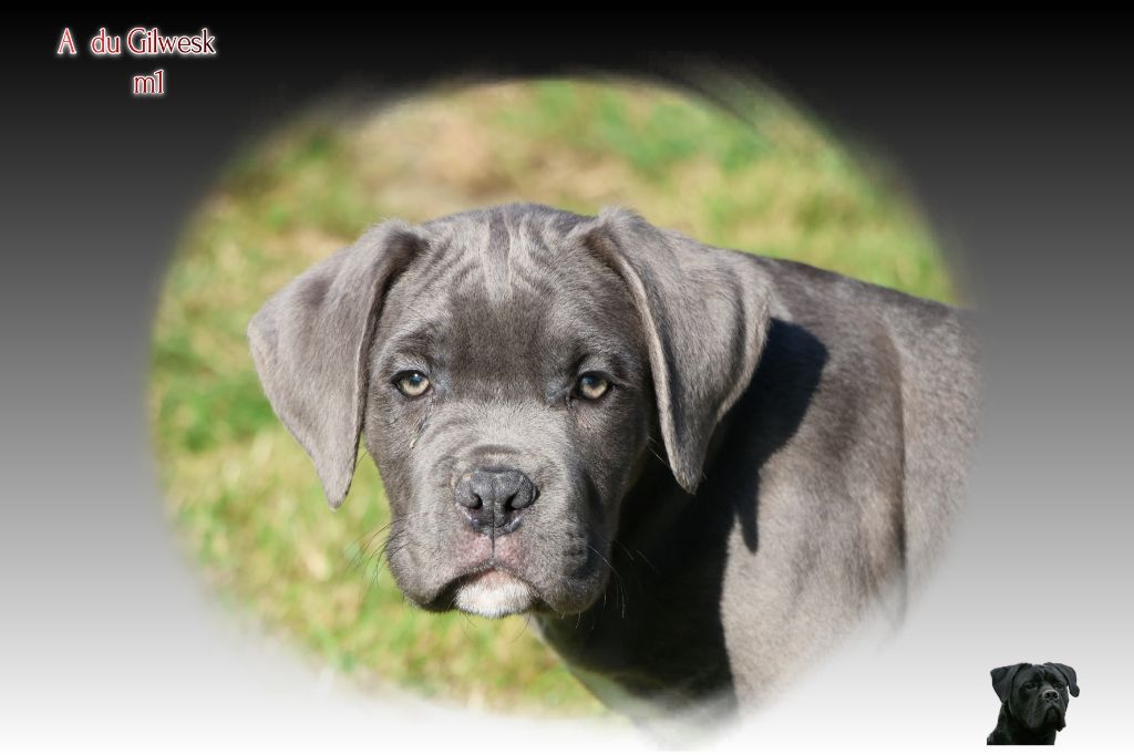 du Gilwesk - Chiots disponibles - Cane Corso