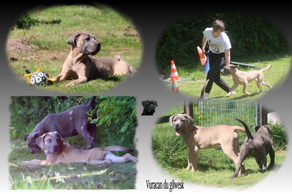 du Gilwesk - Cane Corso - Portée née le 21/12/2024