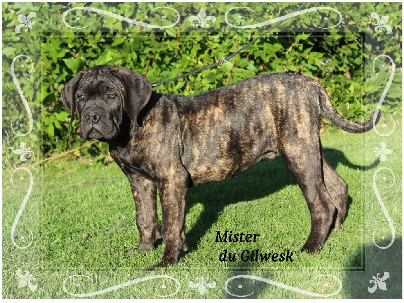 du Gilwesk - Cane Corso - Portée née le 25/06/2016