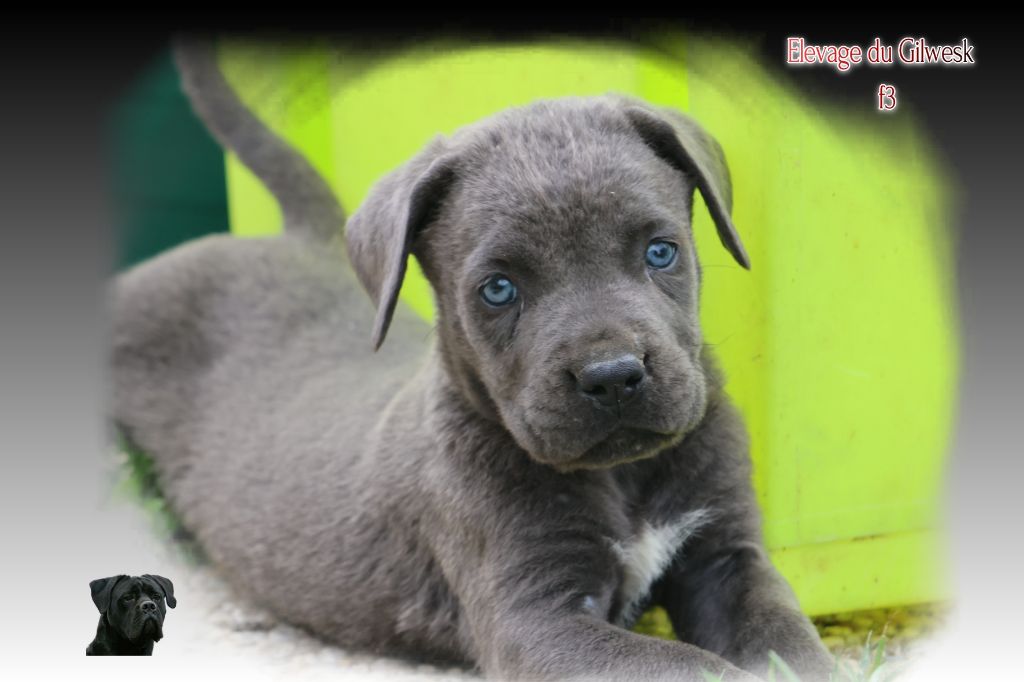 du Gilwesk - Chiots disponibles - Cane Corso