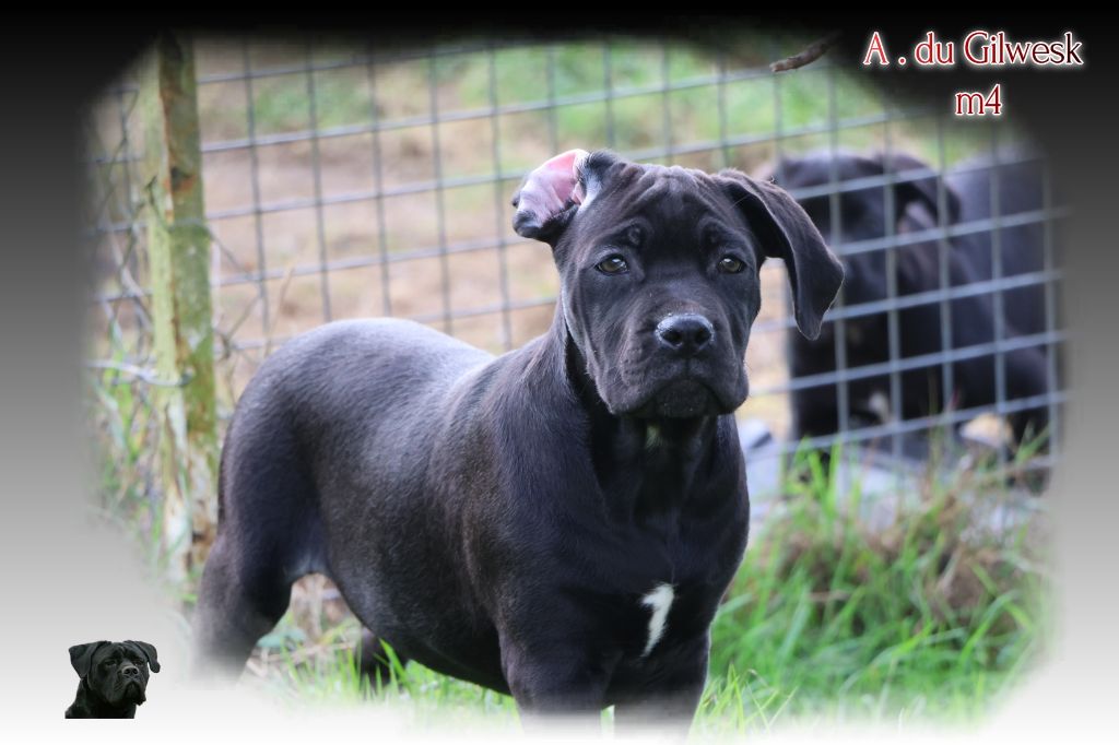 du Gilwesk - Chiots disponibles - Cane Corso