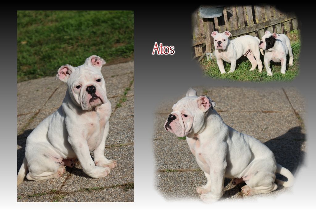du Gilwesk - Chiots disponibles - Bulldog continental