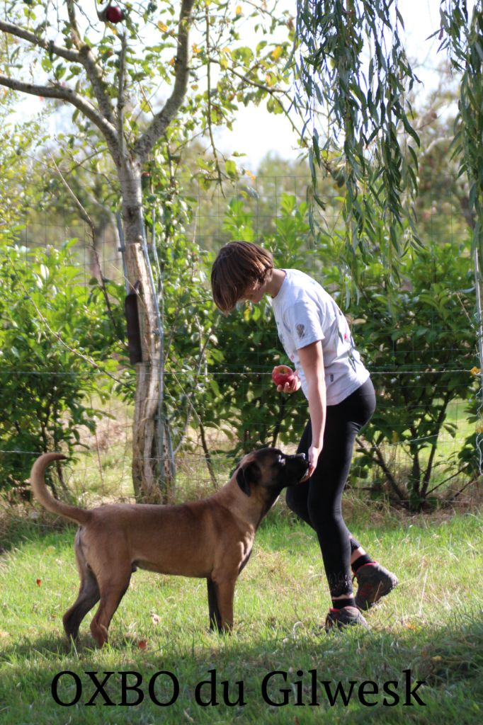 Chiot Cane Corso du Gilwesk