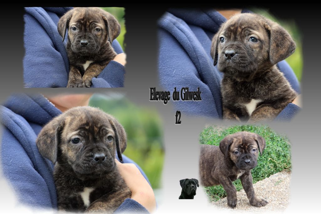 du Gilwesk - Chiots disponibles - Cane Corso