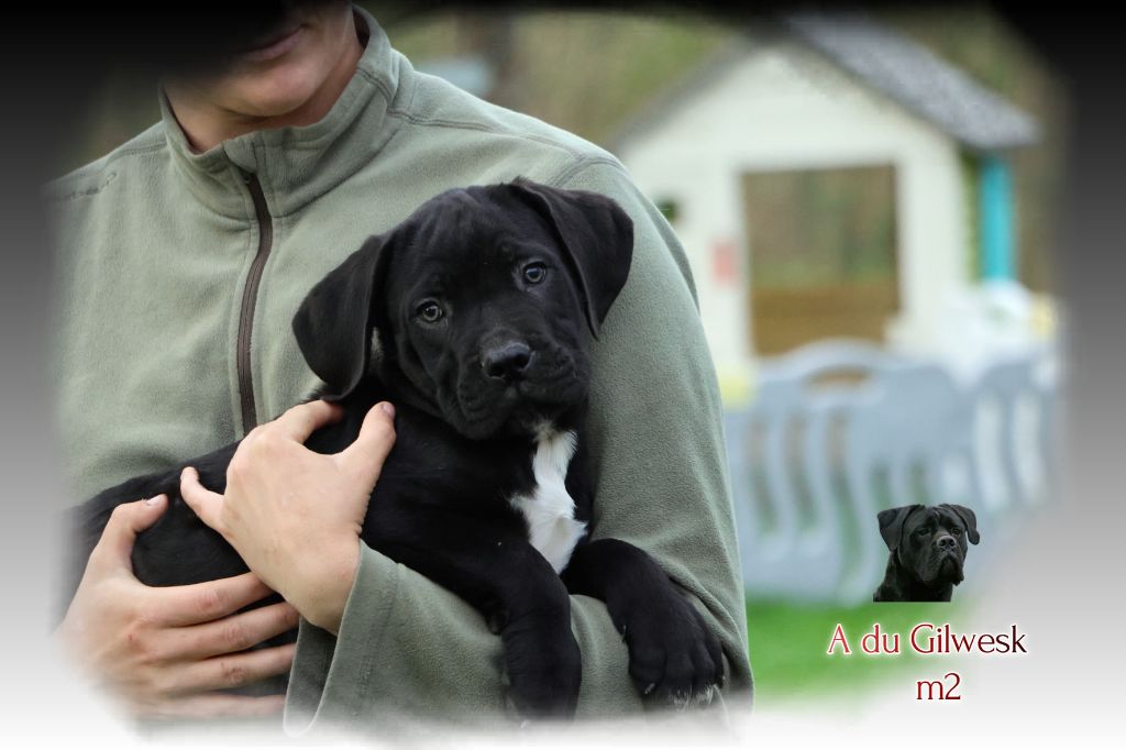 du Gilwesk - Chiots disponibles - Cane Corso