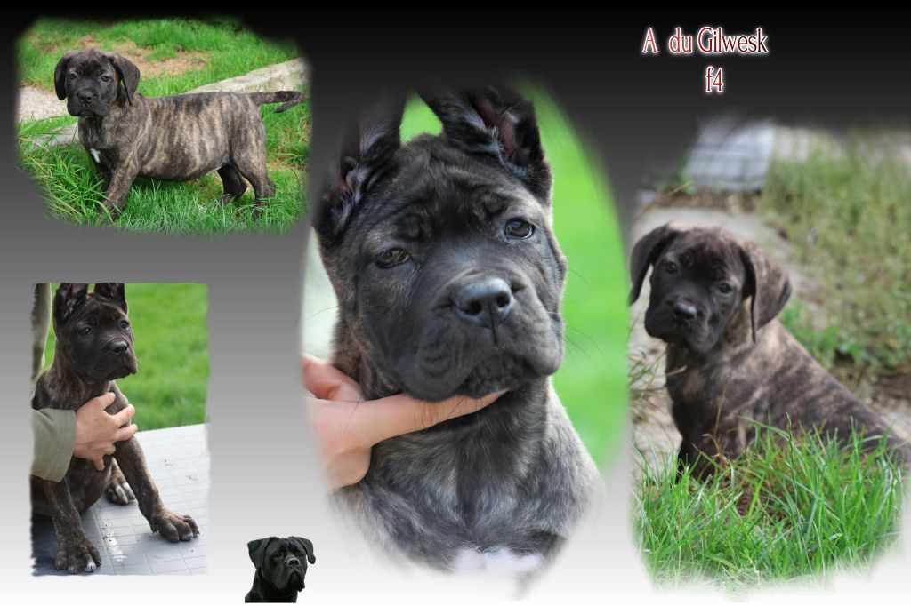 du Gilwesk - Chiots disponibles - Cane Corso