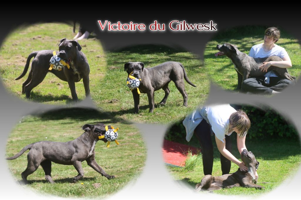 du Gilwesk - Chiots disponibles - Cane Corso