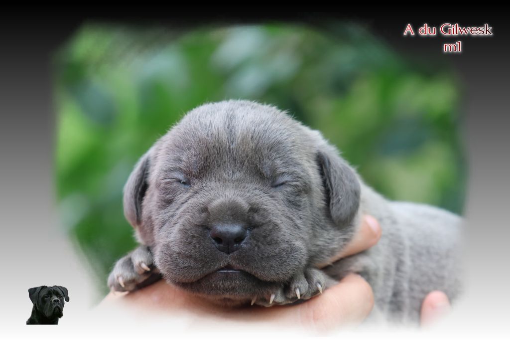 du Gilwesk - Chiots disponibles - Cane Corso