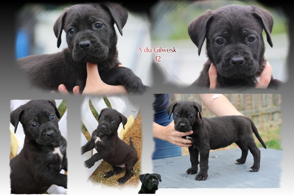du Gilwesk - Chiots disponibles - Cane Corso