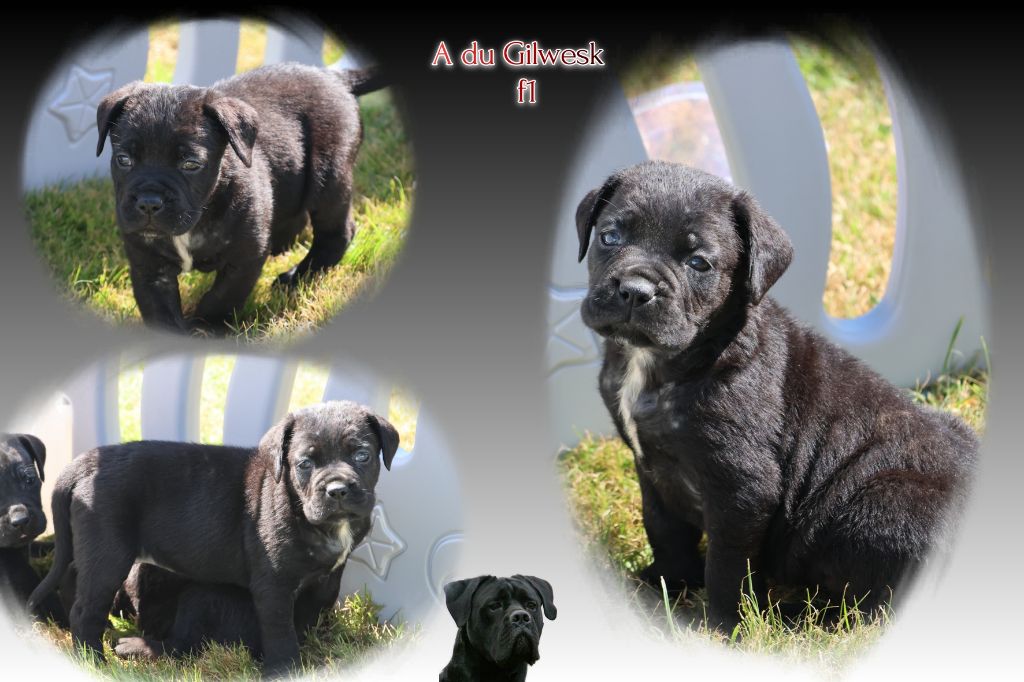 du Gilwesk - Chiots disponibles - Cane Corso